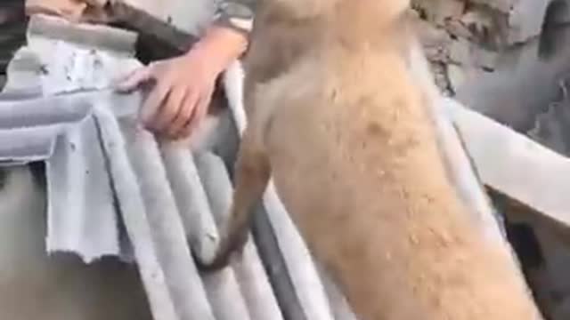 Trenur 🐕