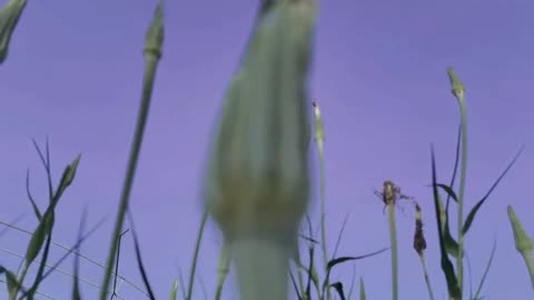 green vitality plant