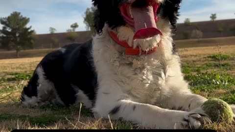 Unusual Dog Behaviors Explained