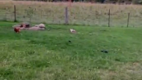 Country Fun