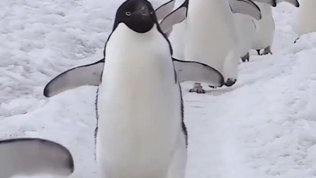 A bunch of silly penguins-4