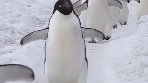 A bunch of silly penguins-4