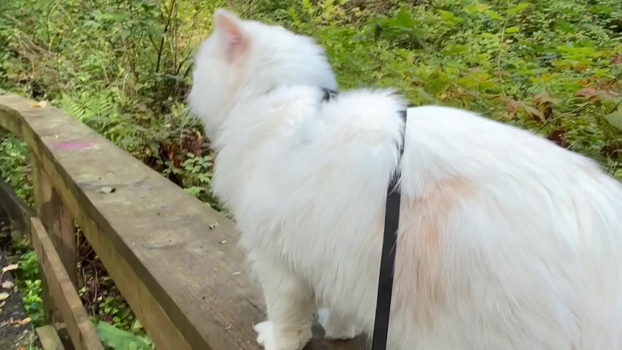 Adventure Cat goes for Walk on Railing