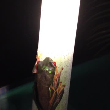 #RedEyeTreeFrog
