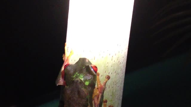 #RedEyeTreeFrog