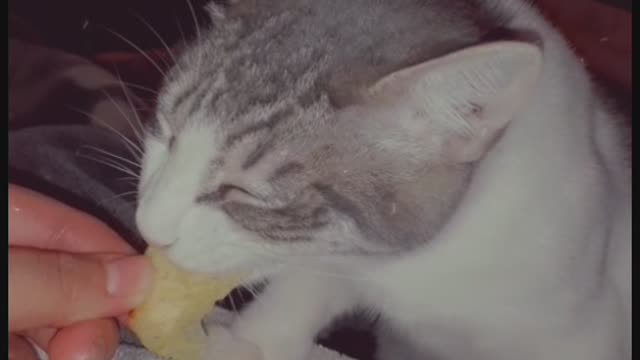 My cat eat potato chips