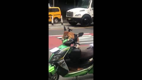 Cool cat wearing a gold chain chills on parked motorcycle in Bryant Park