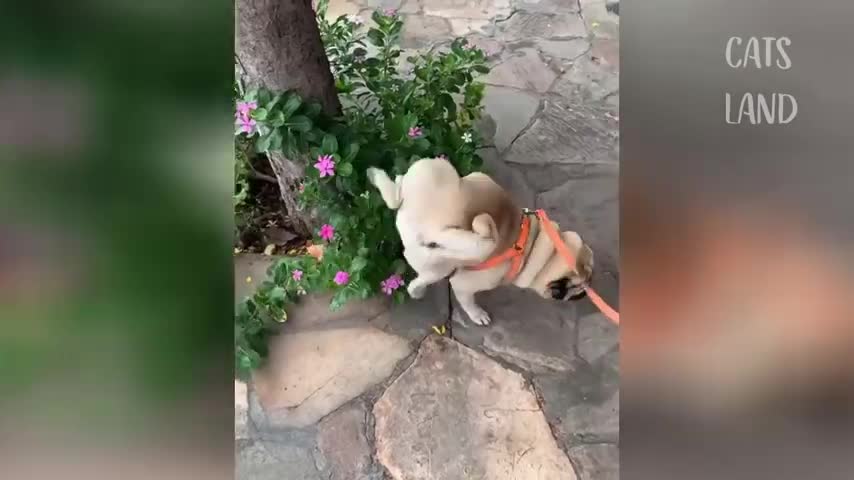 Cute Funny Cats 😻😻
