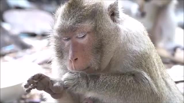 Monkey 🐵