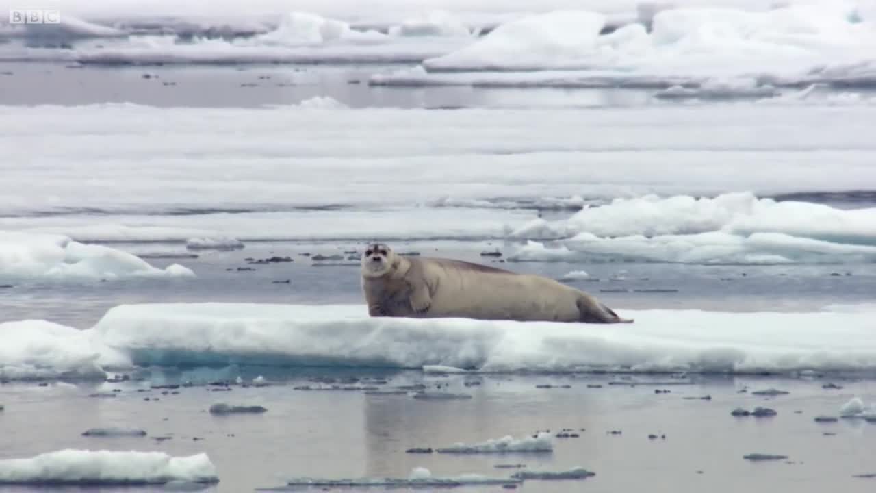 hungry polar bear