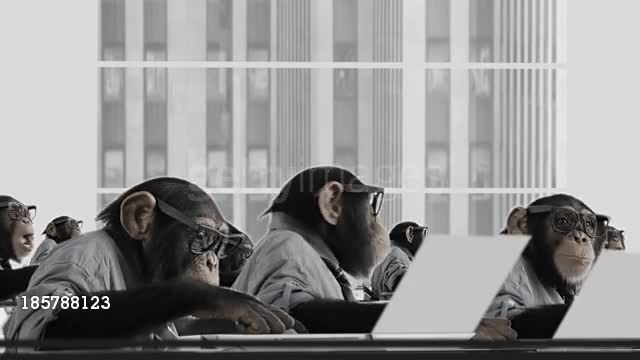 Monkey Business Team