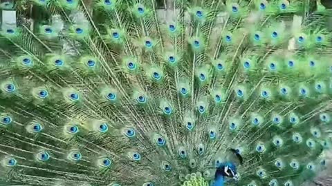 Peacock, opening the screen