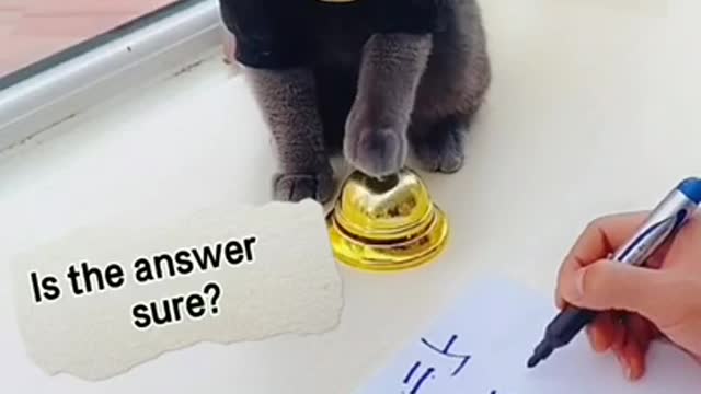 Lovely Cat, black cat, cats, funny cats, funny cat videos Bell Playing