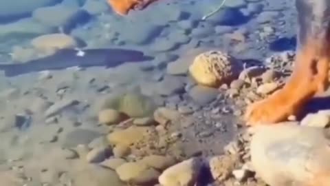 Perfectly catch the fish