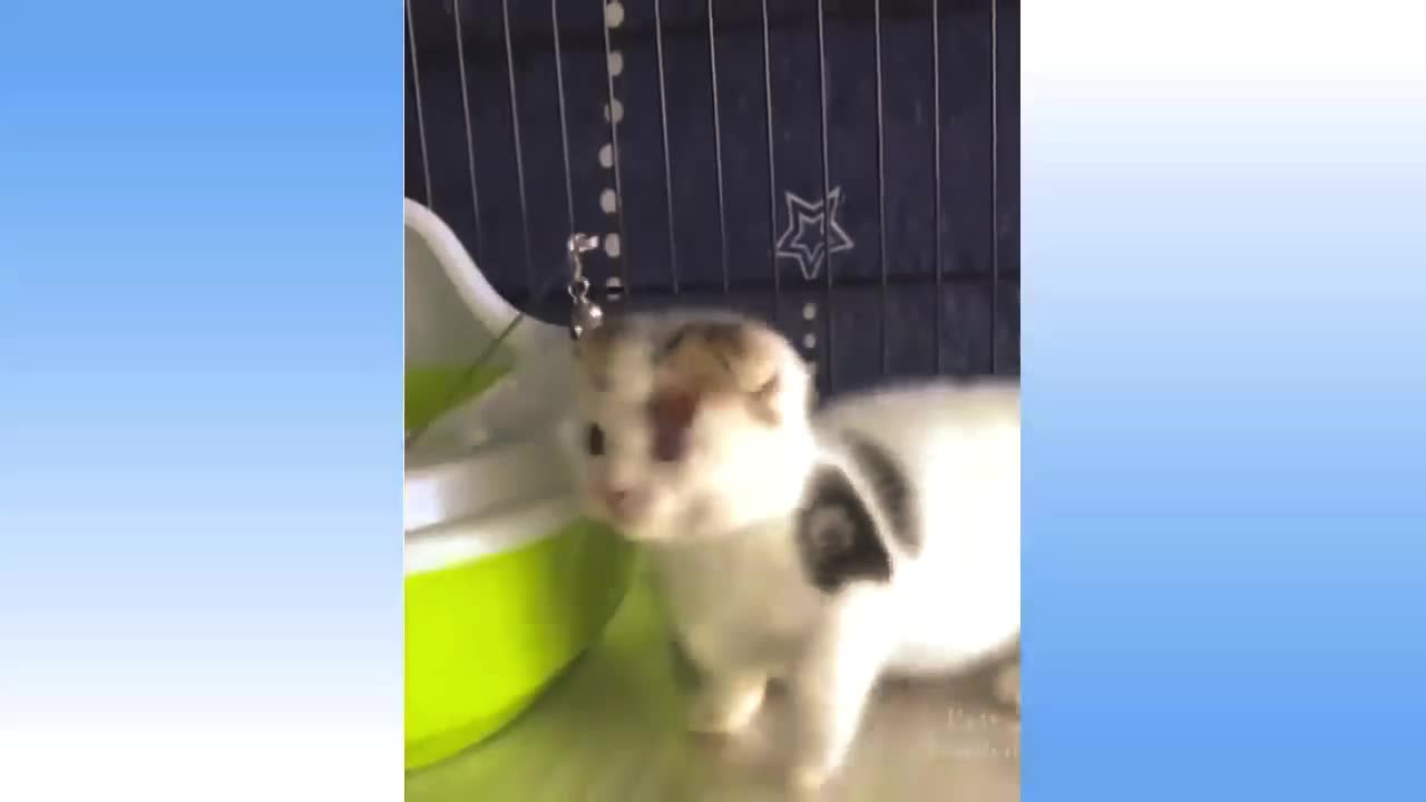 Funny cat videos to make your day 😹 How cute can they get !!!