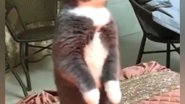 Not not to laugh funny cat video