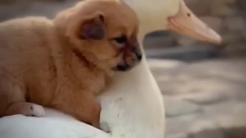 Heart-warming Bond: Cute Puppy and Duck's Unlikely Friendship!