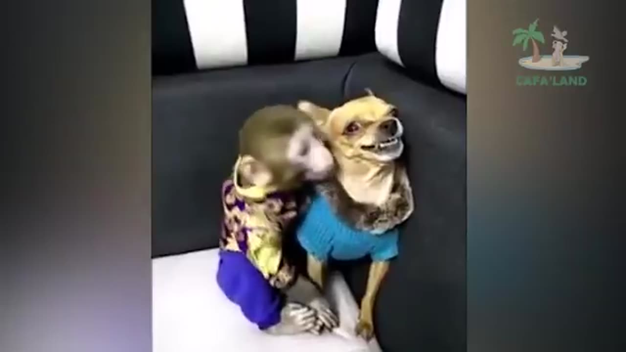 Funny Monkeys Momments