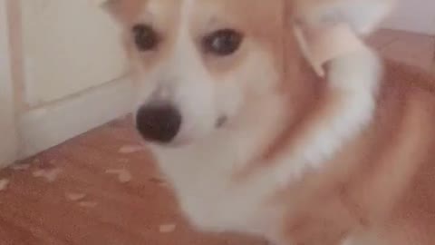 Can't stop laughing animals cats and dogs🐈😺 Cute #75💋🥺