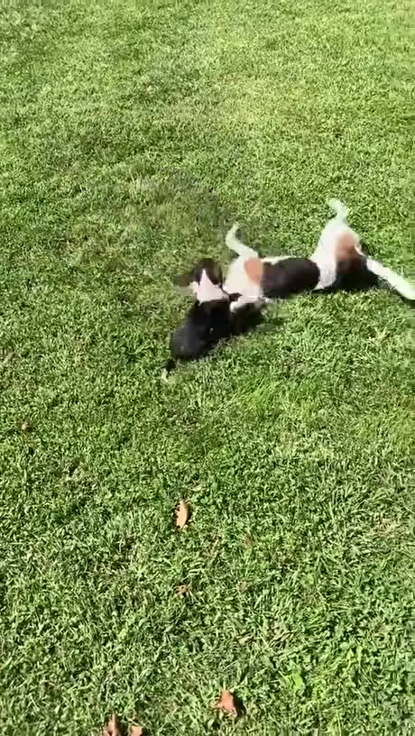 Just a baby beagle and his uncle