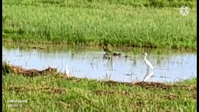 Cute Herons in the field