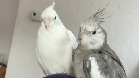 funny birds play together