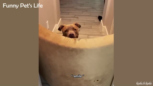 These funniest Dogs will make you laugh,Funny animal reaction