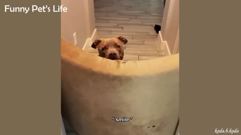 These funniest Dogs will make you laugh,Funny animal reaction