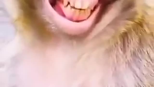 Viral Monkey Smile Video