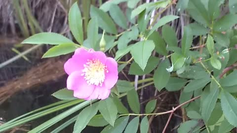 Wild Rose