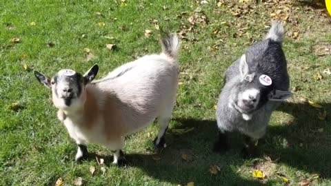 Ohio Farmer Cracks Up as Goats Sport ‘I Love Voting’ Stickers