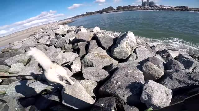 A Dog running on the beach meets a Siberian Dog!