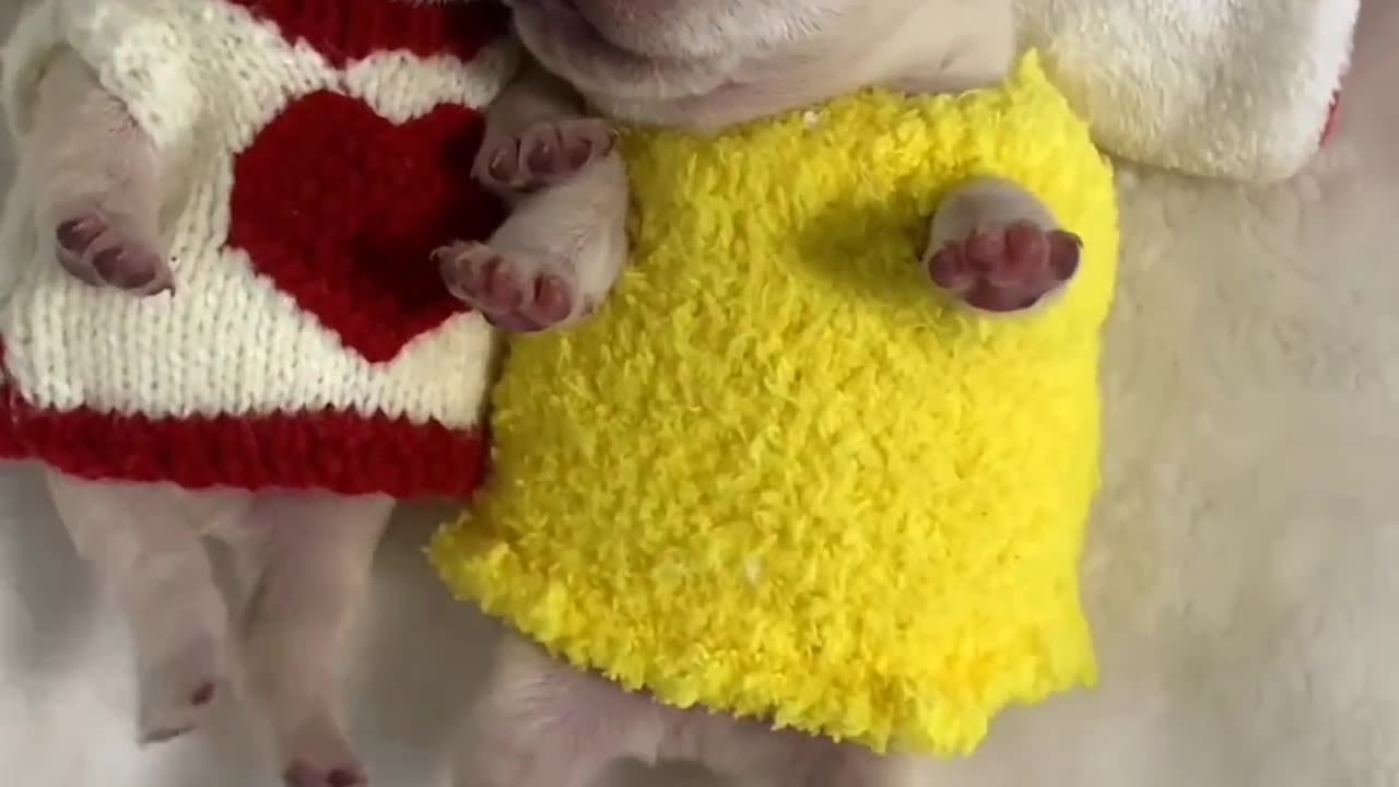 Animal funny videop🐶🐕