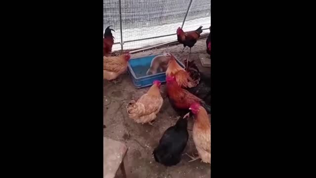 Chickens & Roosters Watching An Illegal Dog Fight!