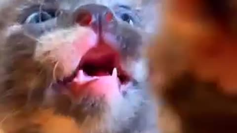 Amazing cat 🐈 trending video