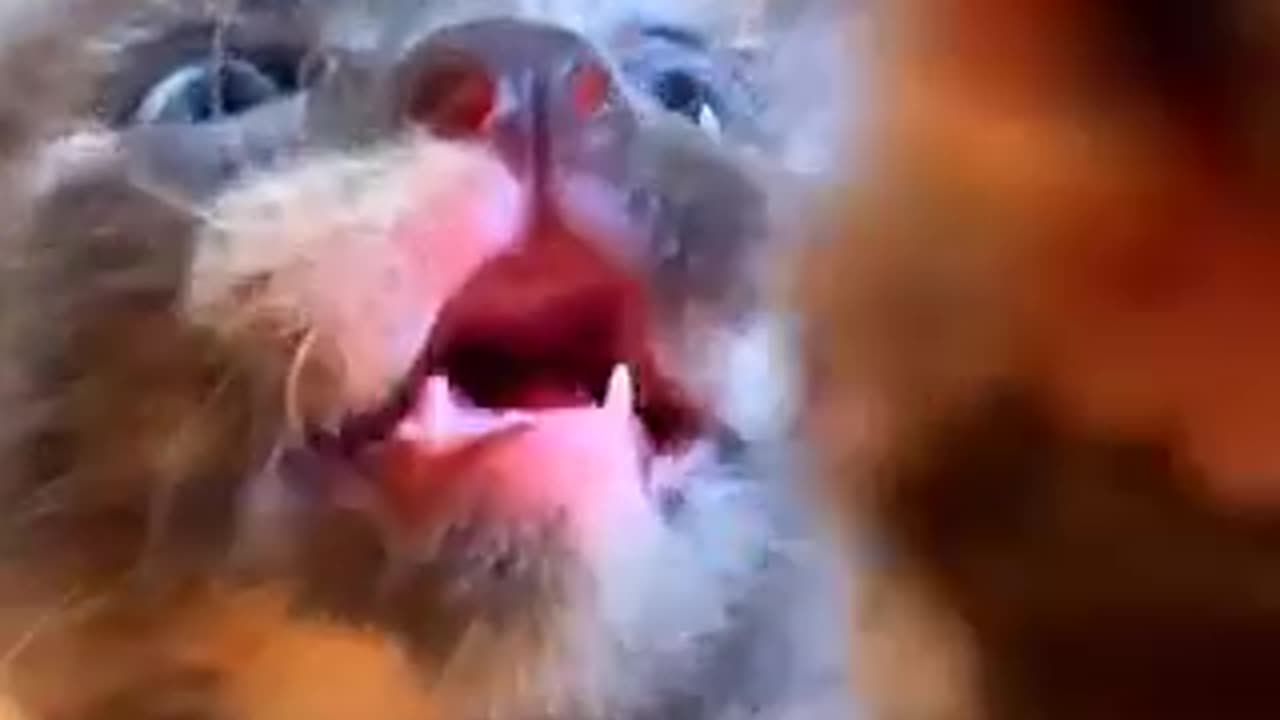 Amazing cat 🐈 trending video