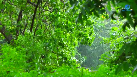 Beautiful Rain Raining Video