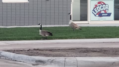 Vihecles have to slow down for these geese walking arross the street.