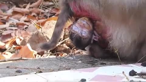 Hot News: Monkey Giving Birth To Newborn Baby Mom Very Tired And Exhausted