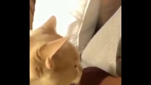 Crazy cats [will make you roll with laughter]