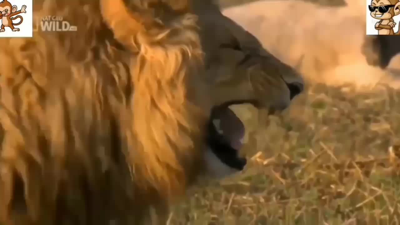 Random laughing videos of animals.
