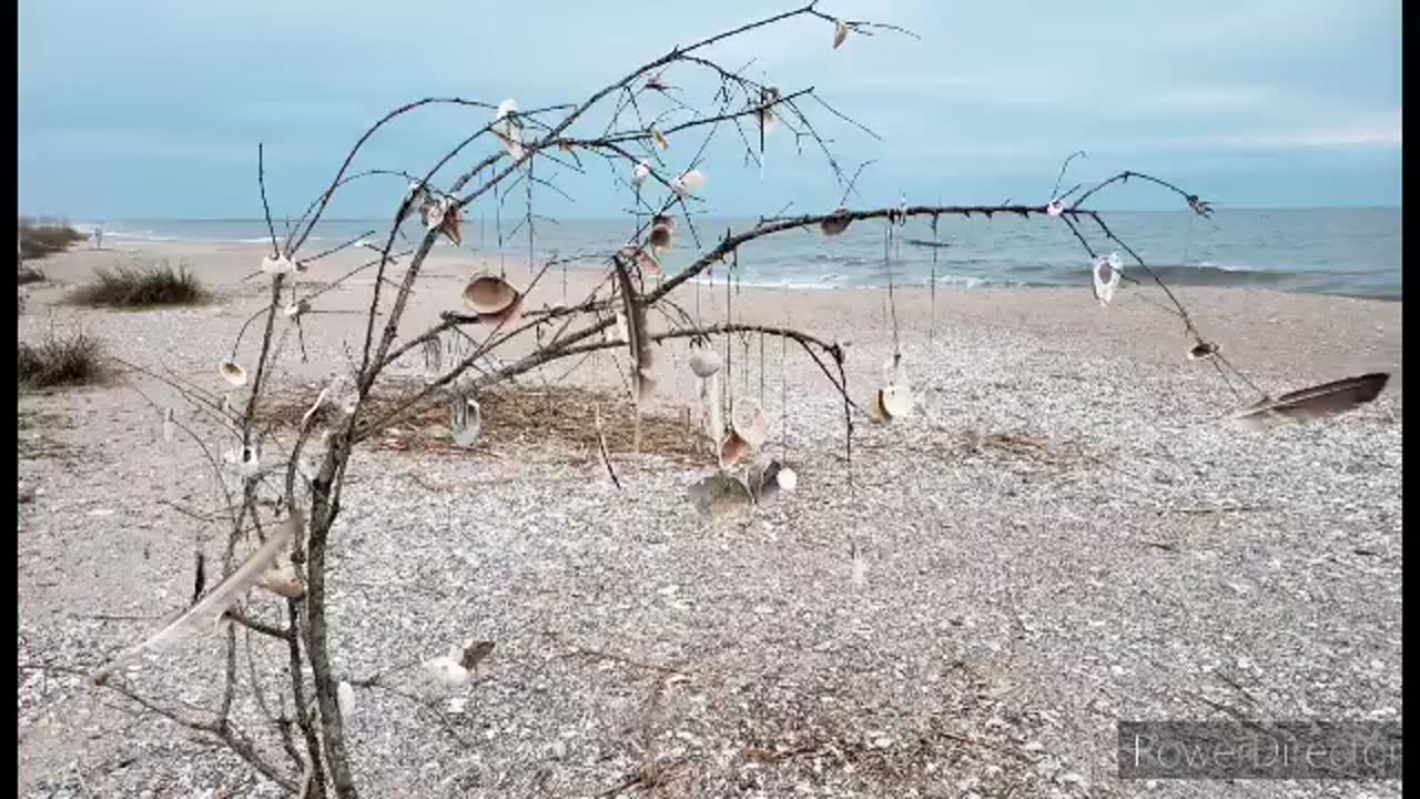 Edisto beach state park