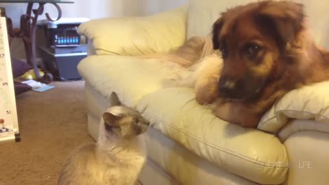 Funny Cat