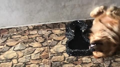 Meu vigia