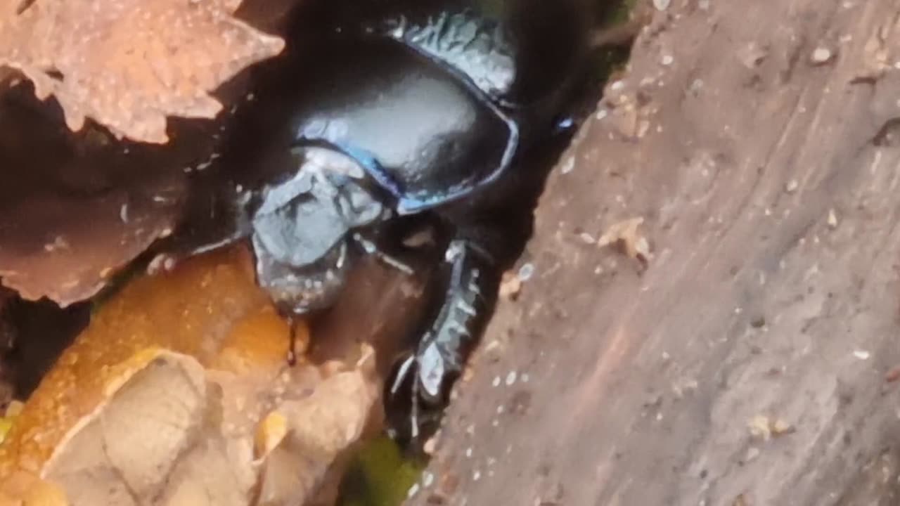 Beetle On The Ground In Great Britain