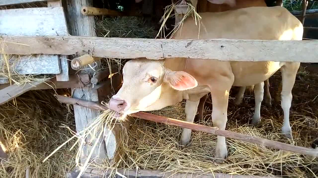 Cows Gets Some Hay In Morning Farm Food