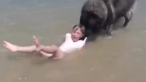 The dog saves the little girl from the sea #dog