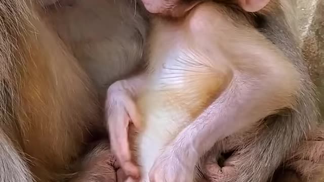 Cute baby monkey so funny