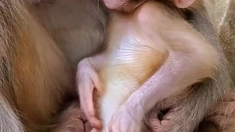 Cute baby monkey so funny