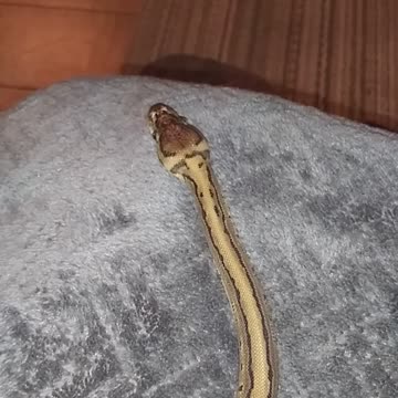 Slithery Kush Pt2.